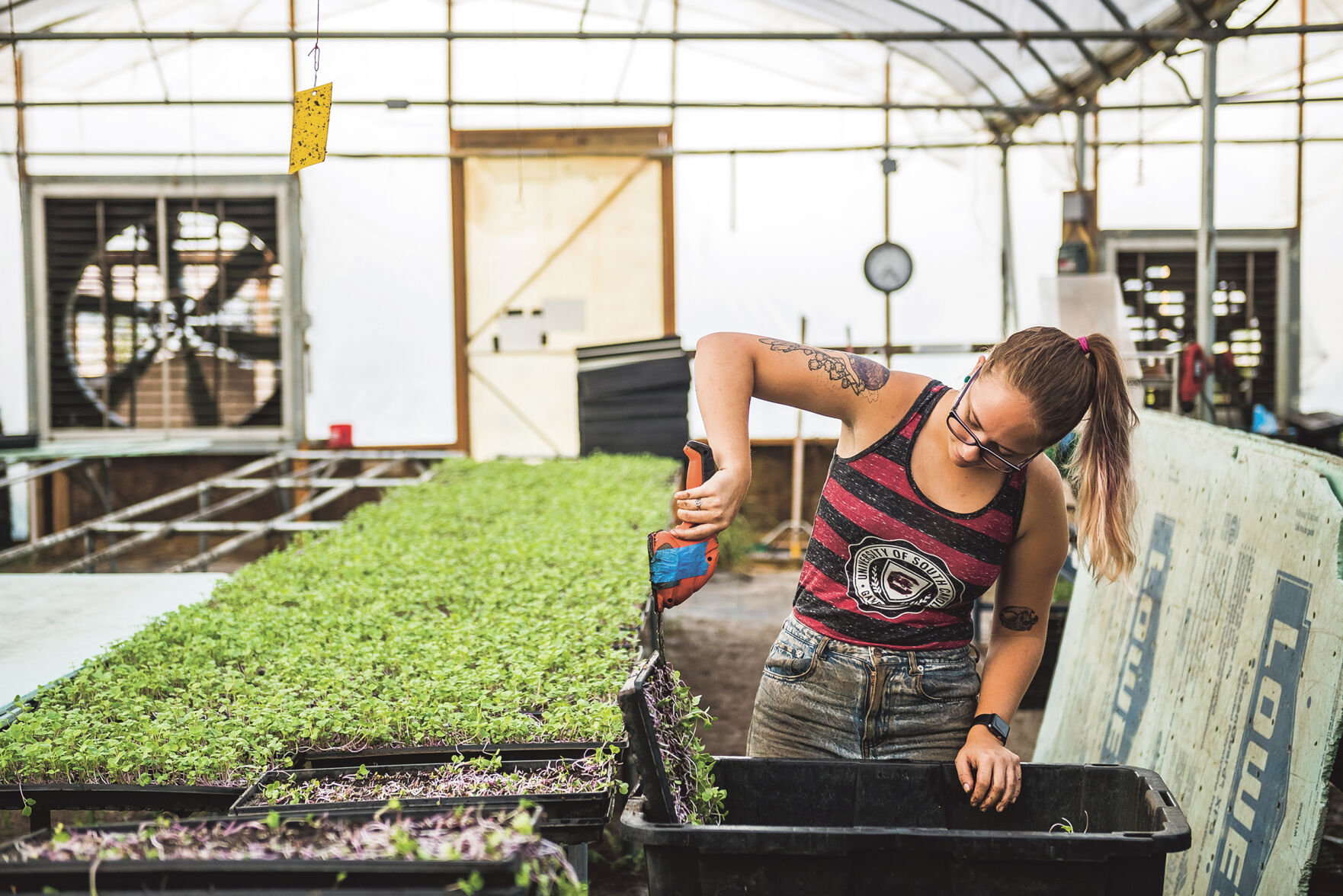City Roots microgreens